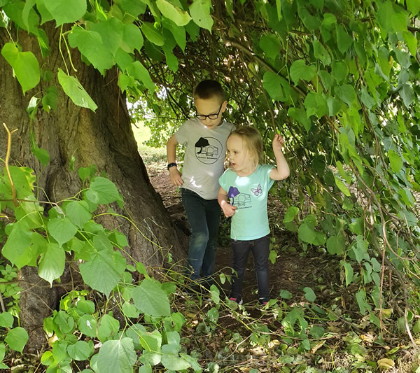 Playing in the big tree Belmont Camping